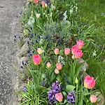 Birkenblick Ruegen Samtens