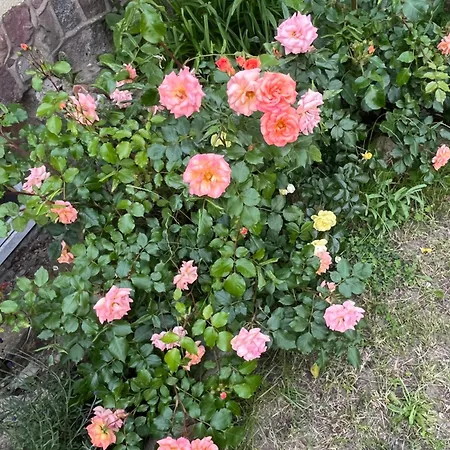 아파트 Birkenblick Ruegen Samtens