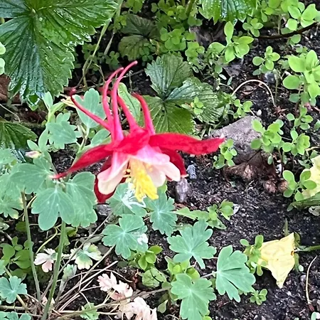 아파트 Birkenblick Ruegen