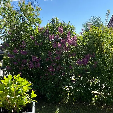 דירה Birkenblick Ruegen *