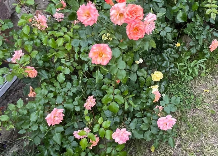 公寓 Birkenblick Ruegen 萨姆滕斯